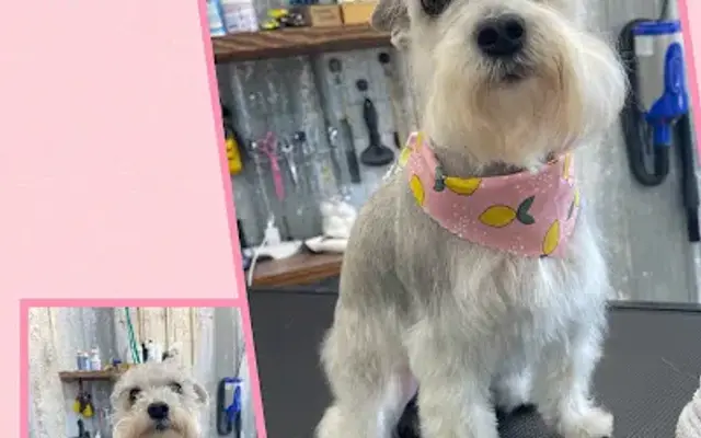Down Home Grooming in Terrell, TX