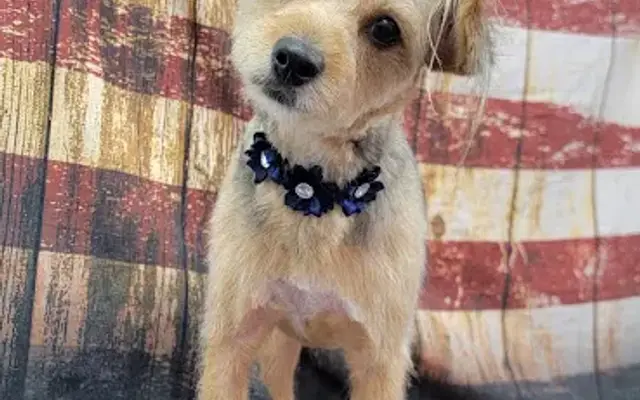 Woof Gang Bakery & Grooming Concord in Painesville, OH