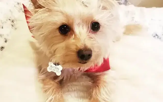 Pawtique Pet Grooming in South Pasadena, CA
