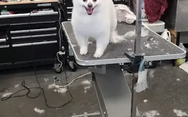 Vip Grooming in Corrigan, TX