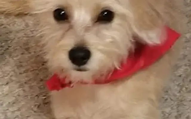 Pretty Paws in Eastman, GA