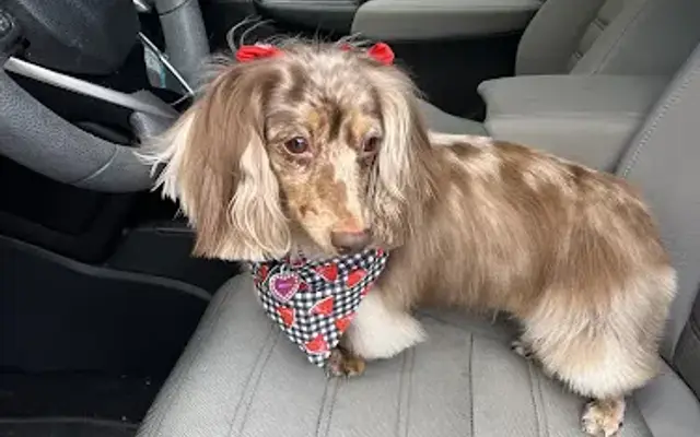 The Barkery Grooming Boutique in Monticello, GA