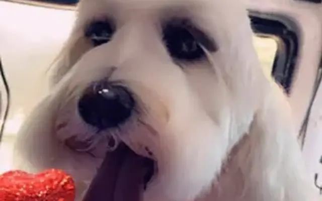 Nikki's Paw Spaw Mobile Grooming in Manteca, CA