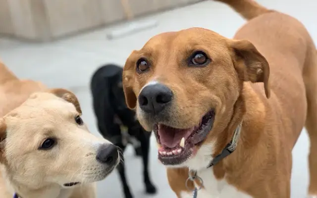 Bark Bark Club in Chicago, IL
