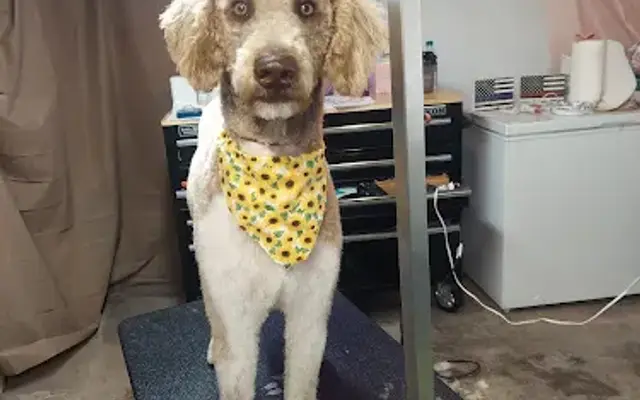 Kasper's Pet Grooming LLC in Linwood, MI