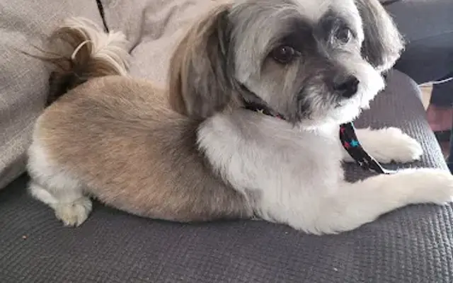 Soap Doggy Dog Mobile Grooming, LLC in Tucker, GA
