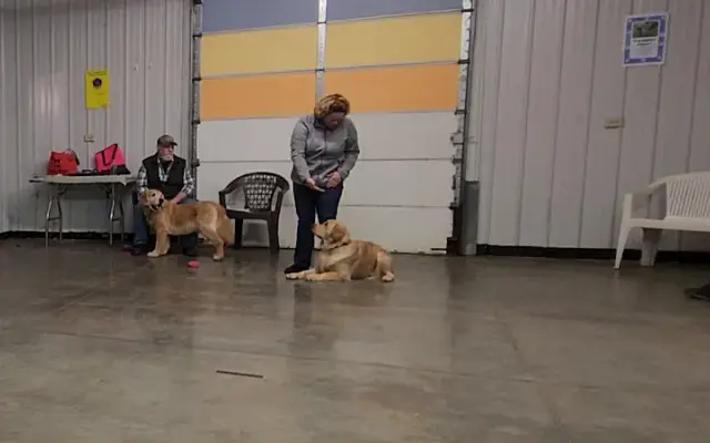 Cedar Creek Canine Center in Bellville, OH
