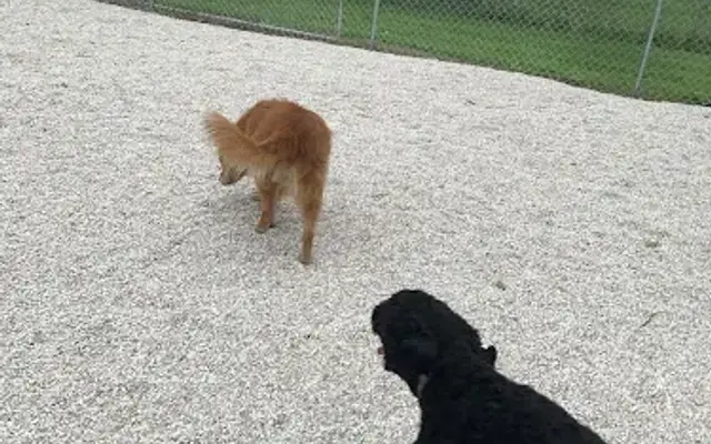 Heartland Pet Resort in Spencer, IA