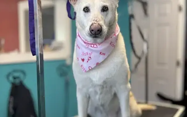 Best Furends Dog Grooming in Imlay City, MI