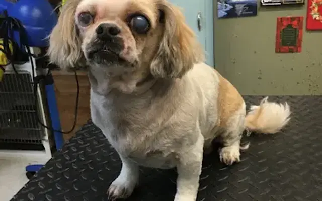 Su Lin Kennels in Hilo, HI