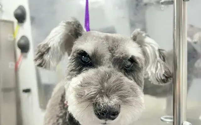 Polka Pooch in Falls Church, VA