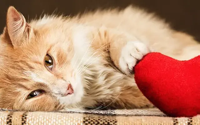 Mobile Dog and Cat grooming by Joanie in Hatboro, PA