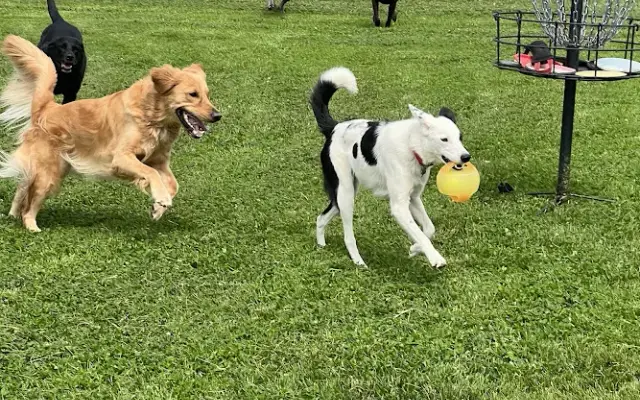 Paws & Play in Marshalltown, IA