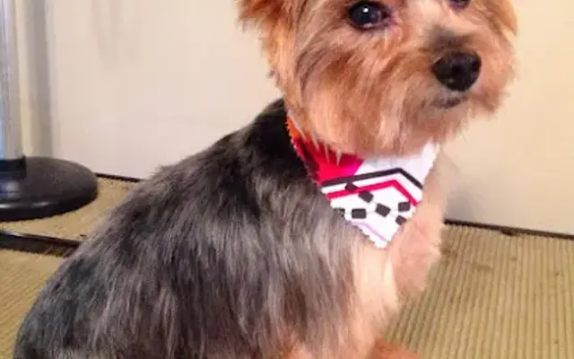 Perfect Paws All Breed Dog Grooming in Rock Hill, SC