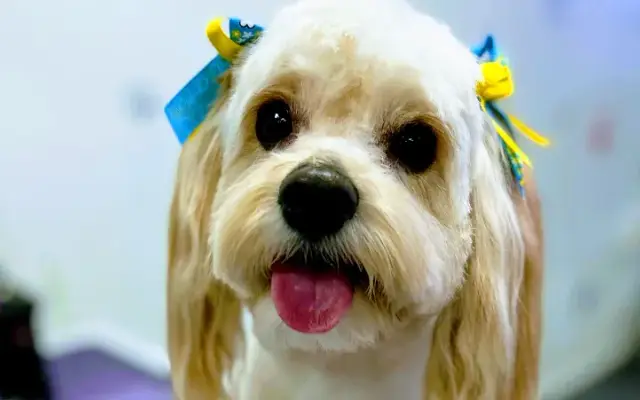 Petclub Grooming in El Centro, CA