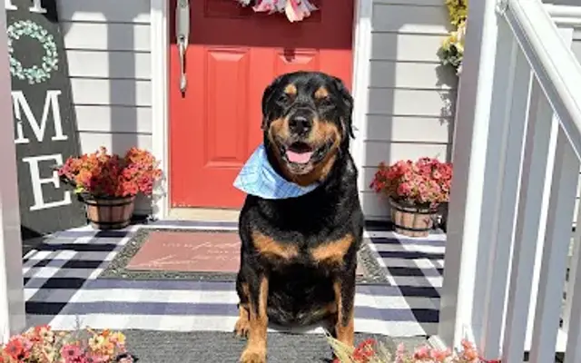 Dreamcoat Dog Spa in Gloucester Point, VA