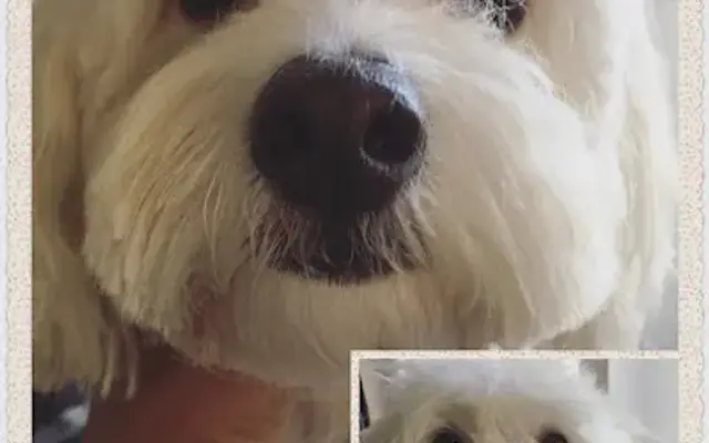 ipetgrooming in San Dimas, CA