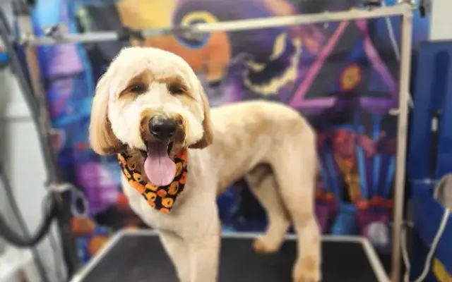 Dartt's Doggie Do's Mobile dog Grooming in New Johnsonville, TN