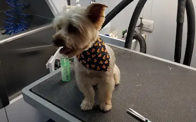 Bibi's Pet Grooming in North Hollywood, CA