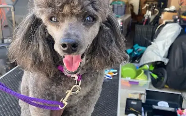 Mystic Mobile Grooming in Elmira, OR