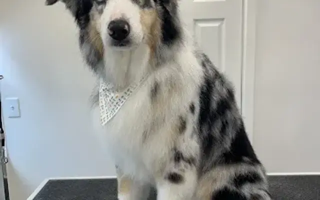 Gorgeous George Dog Salon and Spa in Timonium, MD