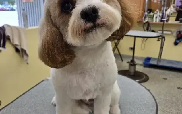 Shear Paradise Pet Salon & Spa in Mundelein, IL