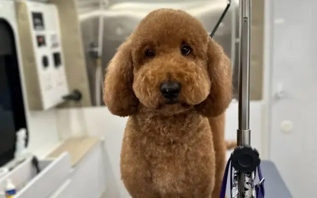 Top Dog Mobile Grooming in Cullman, AL
