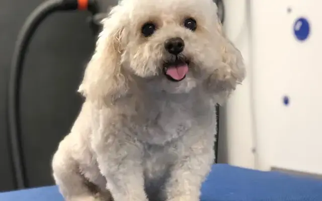 The Doggie Spa in El Cajon, CA
