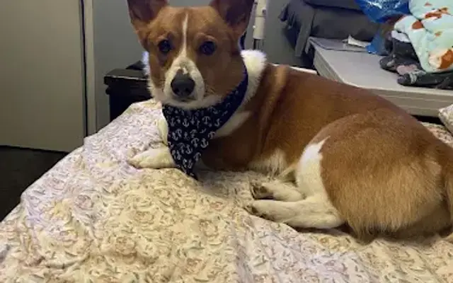 Pioneer Grooming in Norwalk, CA