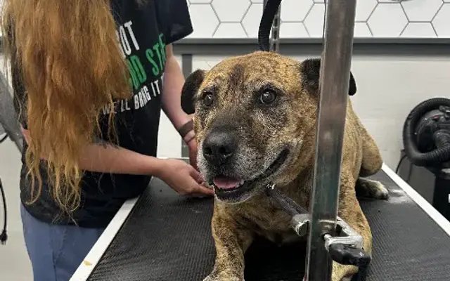 Pet Supplies Plus Gastonia Grooming in Gastonia, NC