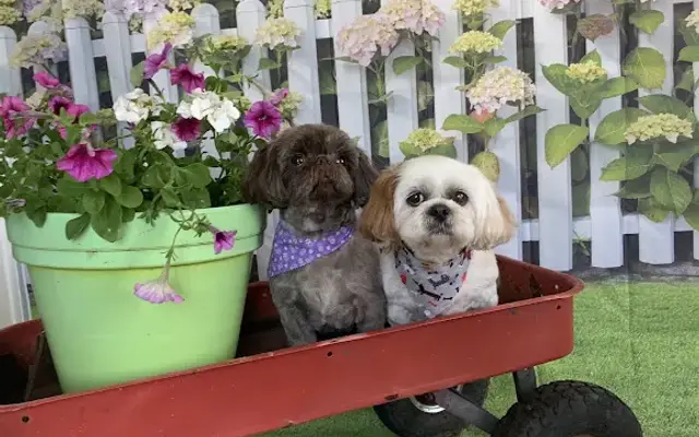 Posh Paws Pet Parlor in Kankakee, IL