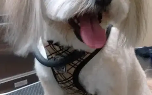 Grooming by Dawn in North Ridgeville, OH