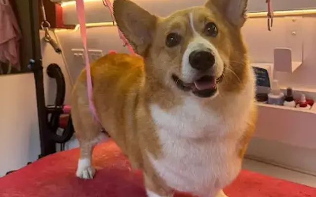 North Shore Mobile Grooming in Clinton Corners, NY