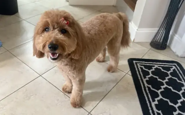 Auggie's Pet Spa by Lisa in Fort Lauderdale, FL