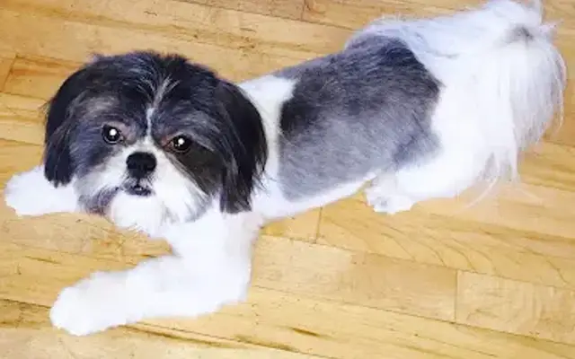Top Notch Grooming in St Michael, MN