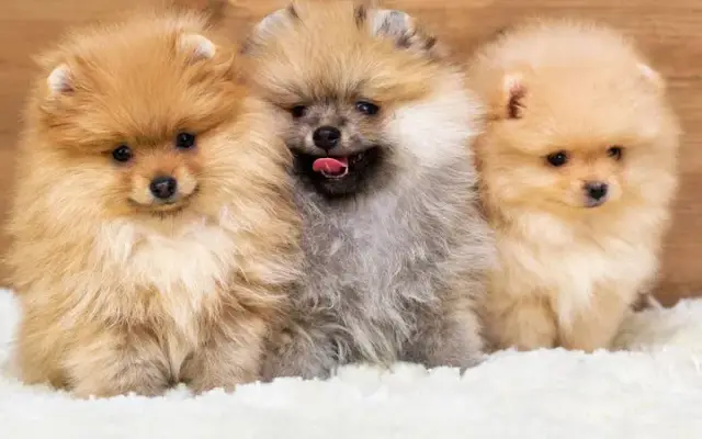 Yellow Roof Pet Care in Asbury Park, NJ