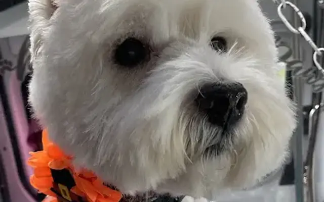 HighlandK9Spa mobile dog grooming in Hamburg, NJ