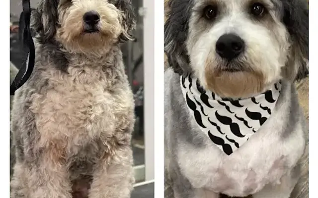 Scrub A Pup Grooming LLC in Hamilton, OH
