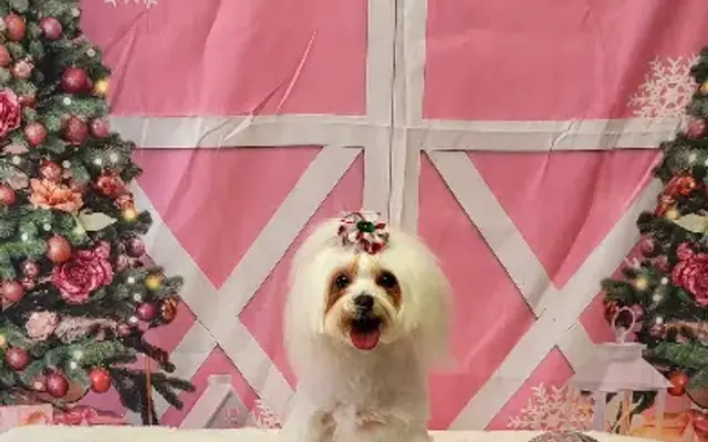 Motown Mutts in White Settlement, TX