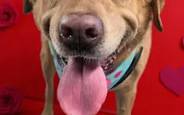 Dirty Paws Mobile Dog Grooming LLC in Hudson, FL