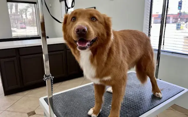 Puppy Paws LLC in Indio, CA