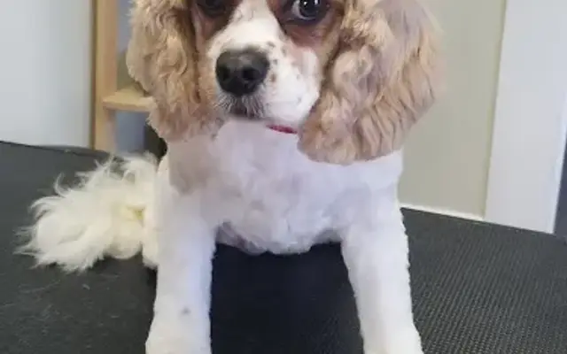 Diva Dogs Canine Spa in Christiansburg, VA
