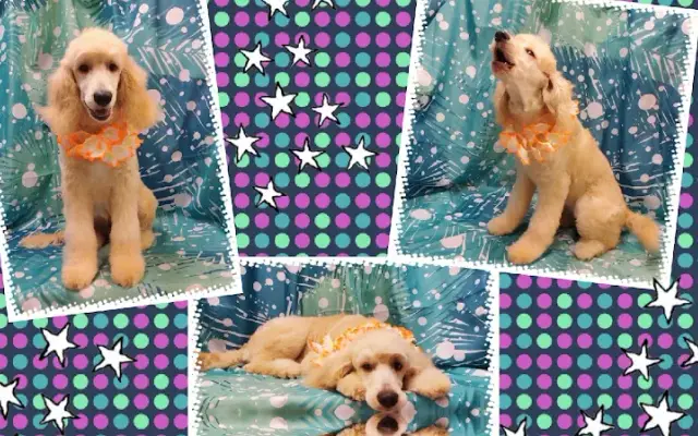 Indian Shoals Pet Resort & Grooming Salon in Dacula, GA
