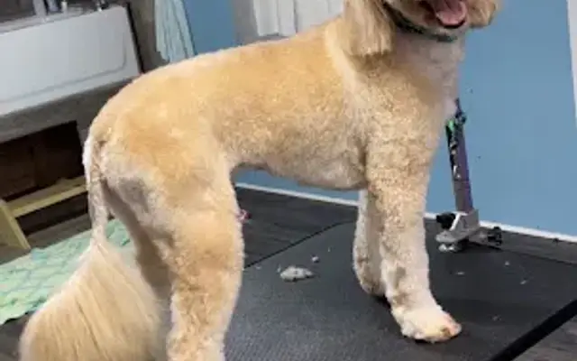 Go Green Grooming LLC in Lawrenceville, GA