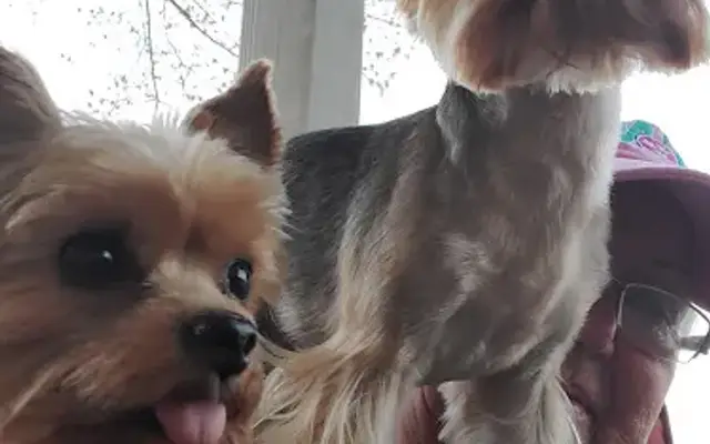 Carla’s Critter Care in Camden, TN