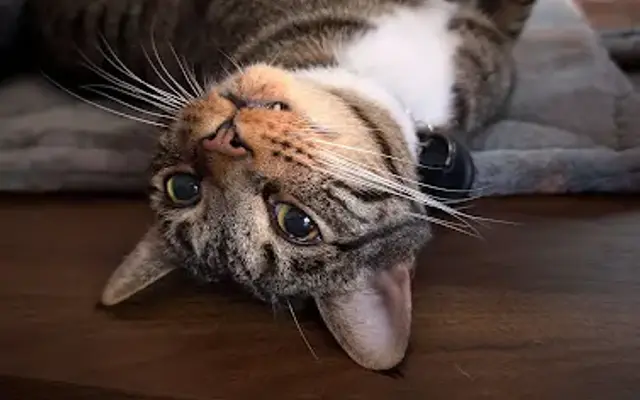 Kitty Klinic in Lacey, WA