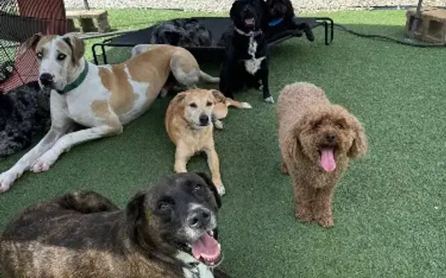 The Ruff House in Manila, AR