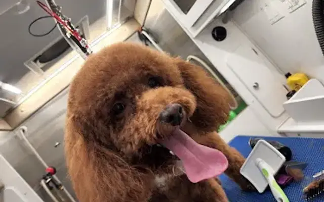 Waggin' Wagon LLC in New Britain, PA
