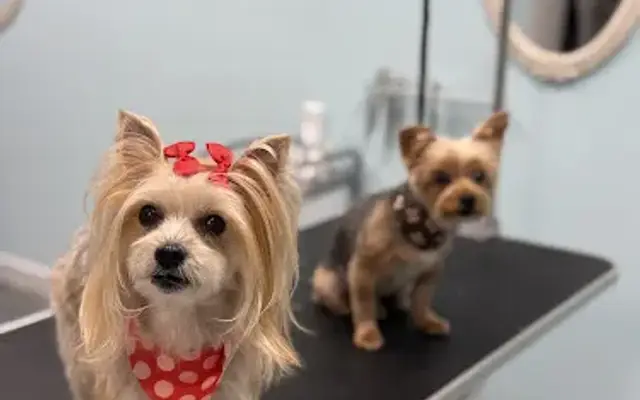 My Dog Spaw Grooming Salon in Naples, FL