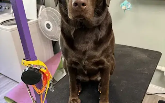 Bubble Pup Parlor in Webster, NY